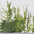 Lush Green Vine Plant With Dense Small Leaves And Trailing Foliage For Natural Garden