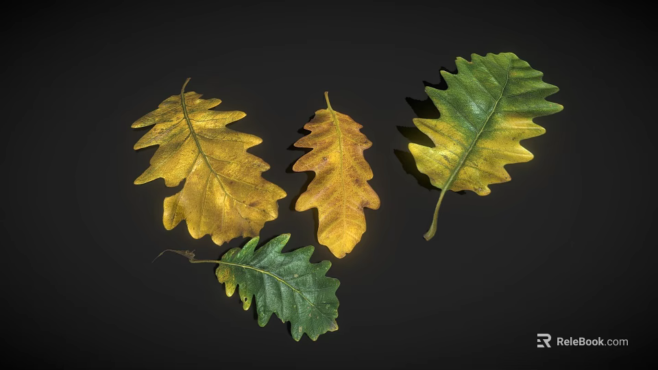 Beautiful Vibrant Oak Leaves Displaying Green And Yellow Autumn Hues 3d model 