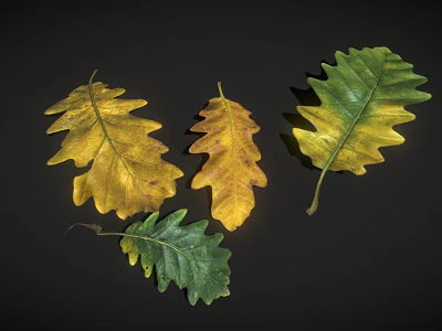 Beautiful Vibrant Oak Leaves Displaying Green And Yellow Autumn Hues 3d model