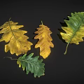 Beautiful Vibrant Oak Leaves Displaying Green And Yellow Autumn Hues