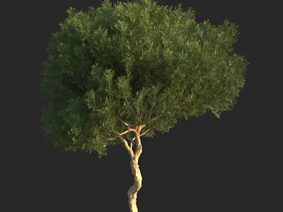Lush Green Arbor With Dense Foliage And Natural Trunk Shape 3d model
