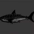 Large Black Gray Striped Shark Swimming With Small Shark In Ocean