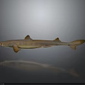 Brown Shark With Pointed Snout And Dorsal Fins On Gray Reflective Surface