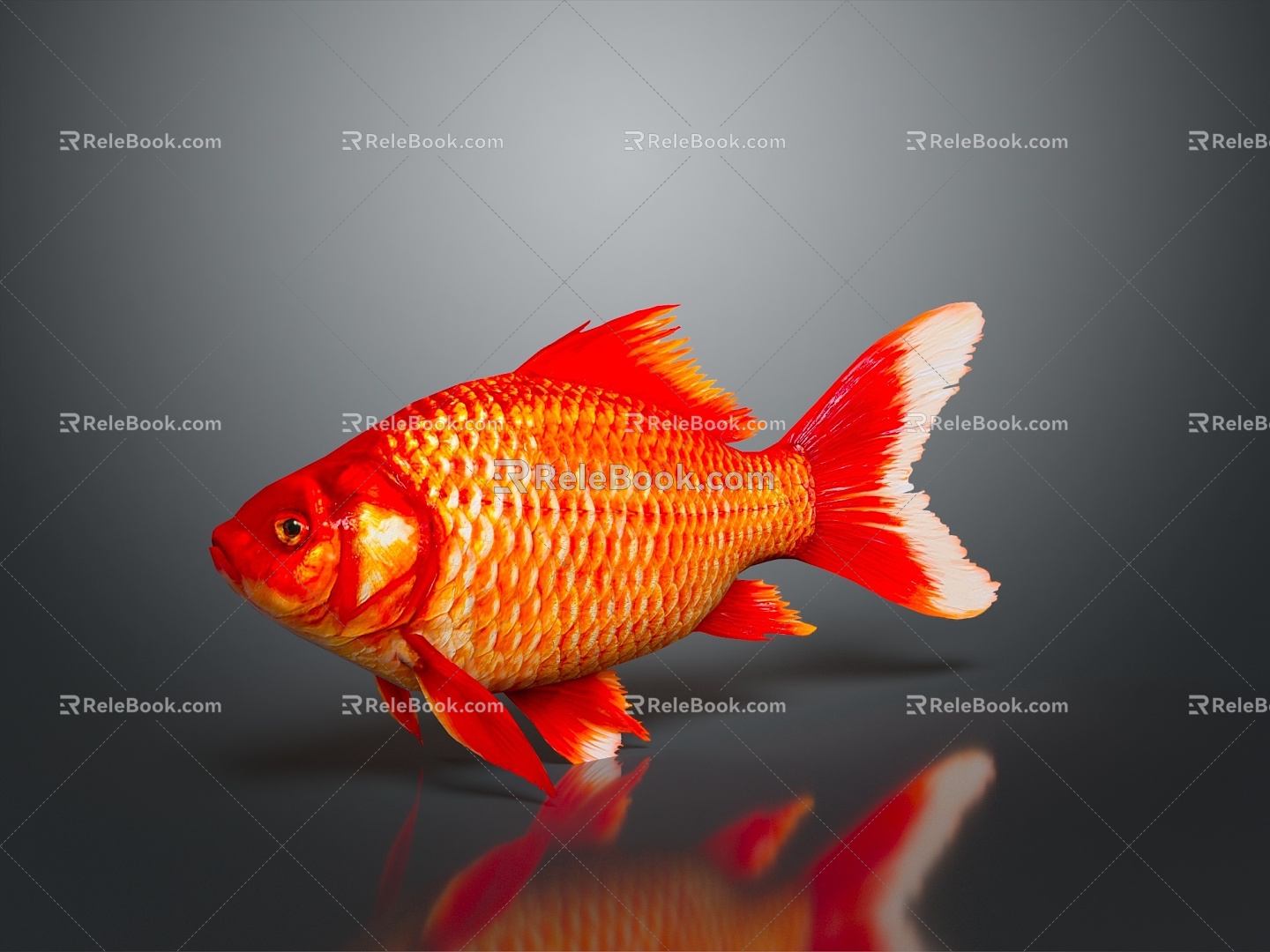 Modern Fish Goldfish Carp Red Carp 3d model