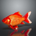 Modern Fish Goldfish Carp Red Carp 3d model