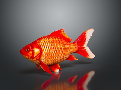 Modern Fish Goldfish Carp Red Carp 3d model