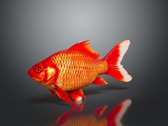 Modern Fish Goldfish Carp Red Carp 3d model