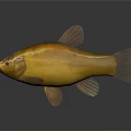 Golden Fish Isolated On Gray Background With Glossy Body And Distinct Fins