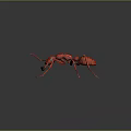 Detailed Shiny Red Ant With Long Antennae And Legs On Dark Background