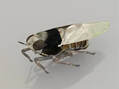 Flying Insect Detailed 3D Model with Transparent Wings Segmented Body and Large Compound Eyes 3d model
