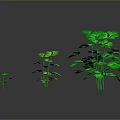 Three Vibrant Green Plants of Different Sizes on Dark Reflective Surface