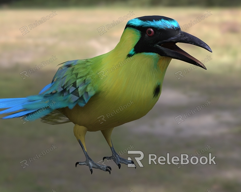 Buddhist monk order plateau cuike American tropical bird model