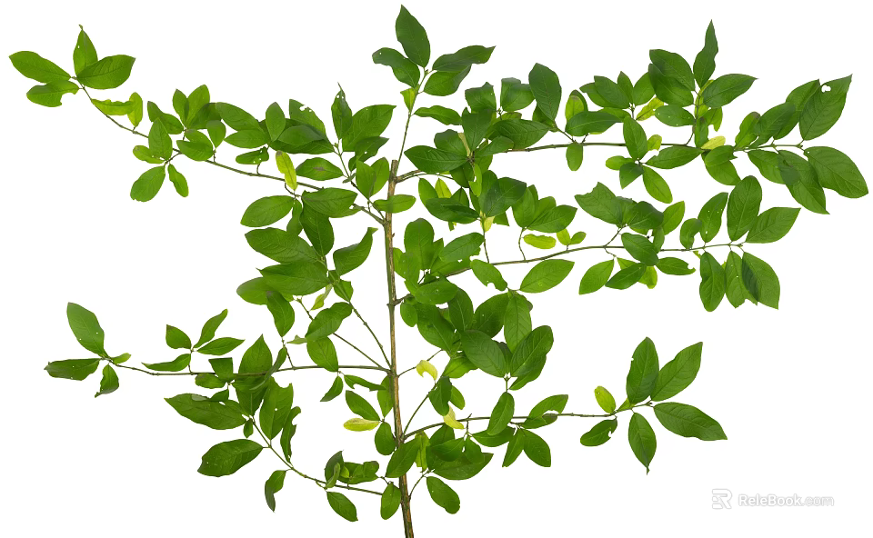 Arbor Featuring Fresh Lush Green Leaves And Intricate Branch Design 3d model 