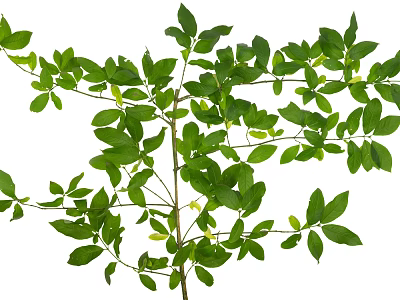 Arbor Featuring Fresh Lush Green Leaves And Intricate Branch Design 3d model