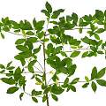 Arbor Featuring Fresh Lush Green Leaves And Intricate Branch Design