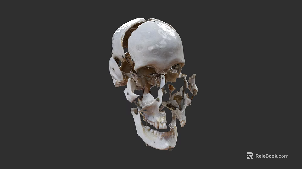 Detailed Human Skull Anatomical Structure Showing Bone Segments And Features 3d model