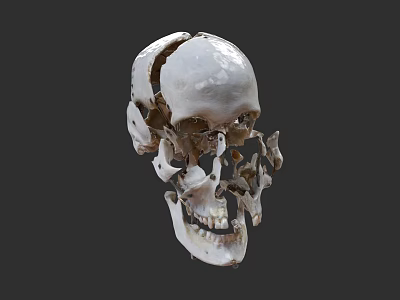 Detailed Human Skull Anatomical Structure Showing Bone Segments And Features 3d model