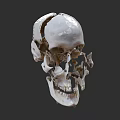 Detailed Human Skull Anatomical Structure Showing Bone Segments And Features 3d model