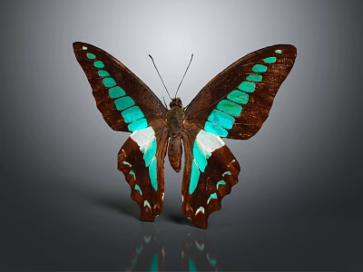 Brown Butterfly With Turquoise Green Spots And White Wing Areas On Gray Background With Reflection 3d model