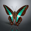 Brown Butterfly With Turquoise Green Spots And White Wing Areas On Gray Background With Reflection
