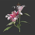 Pink and White Lilies in Vase with Green Leaves on Dark Background