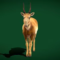 Saiga Antelope Standing On Green Background With Brown Coat Long Nose And Curved Horns