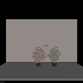 Beautiful Bonsai Potted Plants with Pink Flowers and Green Leaves in Brown Pots