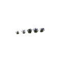 Agastache Hybrid Garden Accent Featuring Purple Blooms And Green Foliage Clumping Plant