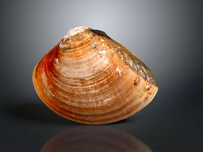 Brown And Orange Striped Clam Shell With Shiny Exterior Isolated On Dark Background 3d model