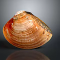 Brown And Orange Striped Clam Shell With Shiny Exterior Isolated On Dark Background