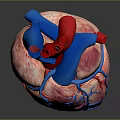 Human Chest Organ 3D Model of Heart With Red Pink Blue Vessels and Anatomical Structure