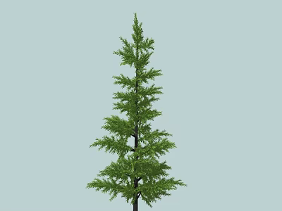 Tall Evergreen Arbor With Upright Trunk And Lush Green Needles Against Light Blue Background 3d model
