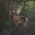 Majestic Deer With Large Antlers Standing In Natural Grassland Habitat