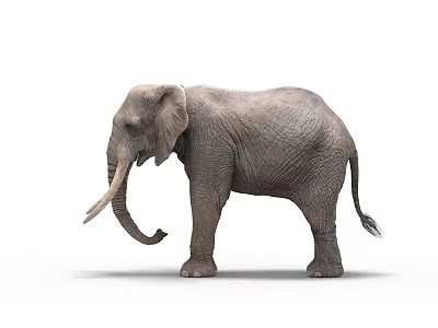 Gray African Elephant With Long Trunk And Tusks Standing On White Background 3d model