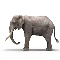 Gray African Elephant With Long Trunk And Tusks Standing On White Background