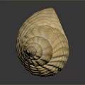 Conch Shell With Yellow Striped Spiral Pattern On Dark Background Surface 3d model