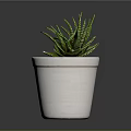 Green Striped Succulent Plant In White Terracotta Pot With Small Pebbles