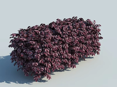 Lush Purple Leaf Bush With Dense Foliage And Round Shape Against Light Background 3d model