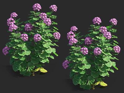 Vibrant Purple Flowering Plants With Lush Green Leaves And Healthy Foliage 3d model