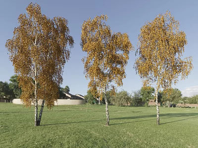 Birch Trees With Yellow Leaves And White Trunks In Green Grassy Field Under Blue Sky 3d model