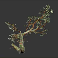 Unique Shaped Tree With Orange And Green Trunk Curved Branches Green Leaves Dark Background Reflection