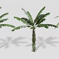 Different Types of Arbor Trees with Various Shapes and Sizes for Garden Design