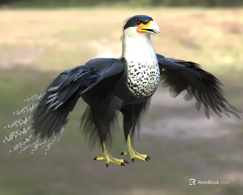 Black Feathered Falcon with White Spotted Chest Yellow Beak Claws and Spread Wings on Grassland 3d model 