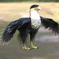 Black Feathered Falcon with White Spotted Chest Yellow Beak Claws and Spread Wings on Grassland