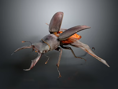 Detailed Close Up Of A Beetle With Extended Wings And Large Mandibles On Dark Background 3d model