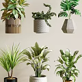 Diverse Bonsai Potted Plants with Stylish Containers for Indoor Home Decor