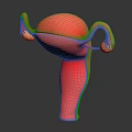 Anatomical Model Of Pink Human Uterus With Fallopian Tubes And Ovaries