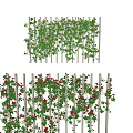 Vines Covering Wooden Trellis With Green Leaves And Red Flowers