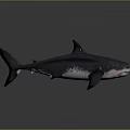Dark Colored Shark In Swimming Pose With White Underbelly Red Mouth Sharp Teeth