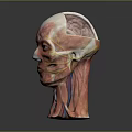 Medical Device Anatomical Model of Human Head for Muscle and Nerve Structure Visualization